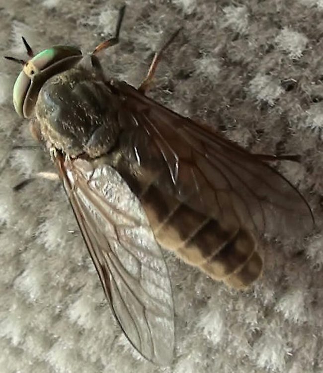 Horse fly (horsefly) which is also known as a B52, green head, deer fly, and yellow fly.  