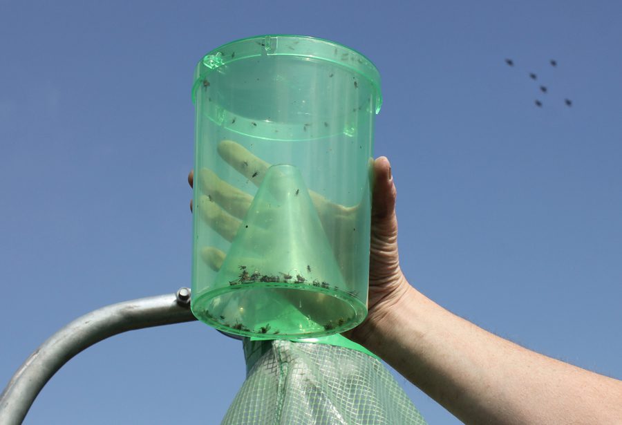 UV proof collection bin on our horse fly trap.