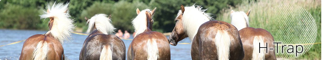 Horses wading through water when female horse flies are in pursuit for a blood meal.   id female horse fly bites.