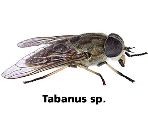 Tabanus sp.