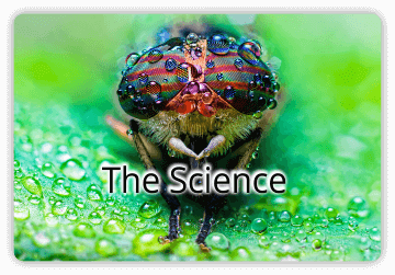 Linking to our horse fly (horsefly) trap science page